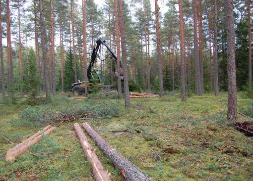 harvennusta metsässä