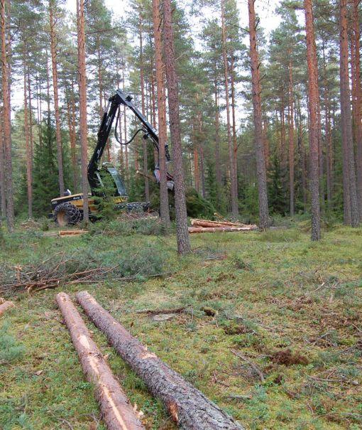 harvennusta metsässä