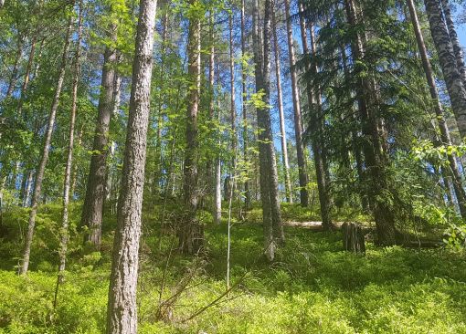 Metsä, jossa kastanjansuomujäkälä kasvaa kelottuneella männyllä, Lauri Saaristo, Tapio 2020 06 15