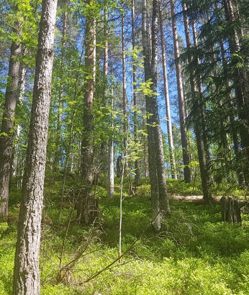 Metsä, jossa kastanjansuomujäkälä kasvaa kelottuneella männyllä, Lauri Saaristo, Tapio 2020 06 15