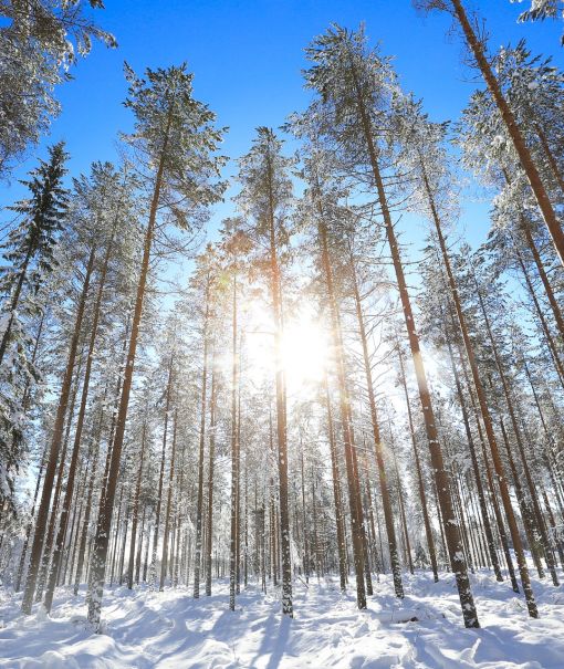 luminen metsä, aurinko paistaa
