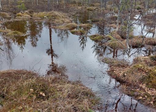 Suoluontoa Iso-Sarasuolla