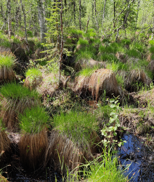 vesienpalautuskohde metsämaisema