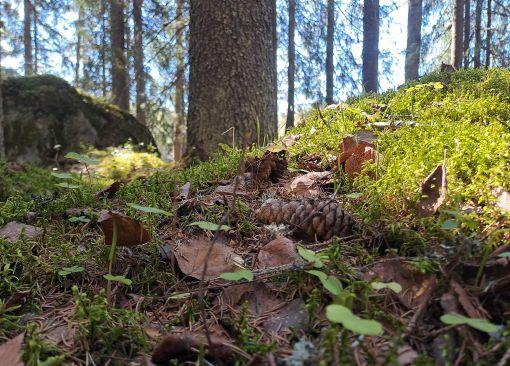 syksyinen metsämaisema