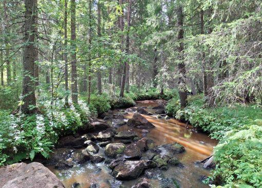 suojavyöhyke pienvesistön ympärillä metsässä