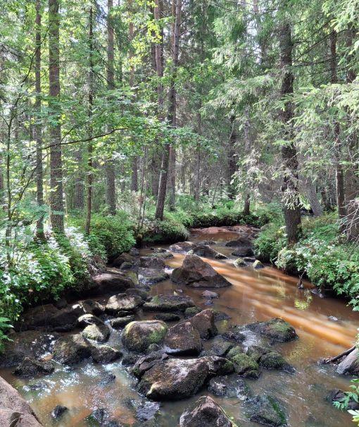 suojavyöhyke pienvesistön ympärillä metsässä