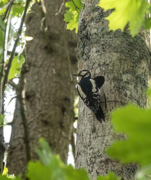 Käppytikka pesäkolollaan puussa