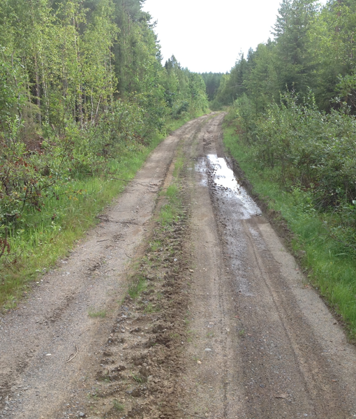 metsätie halkoo talousmetsää
