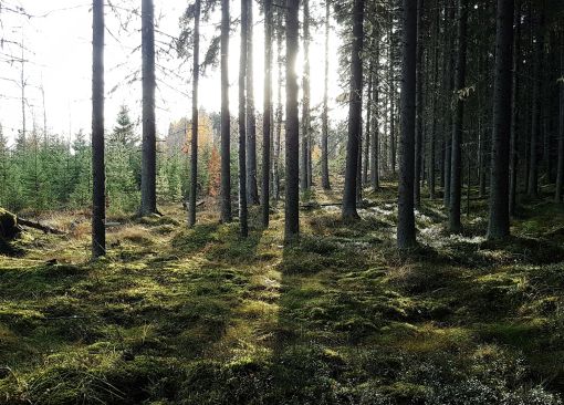 Kuusimetsää ja taimikko auringonvalossa, Ilppo Greiss, Tapio