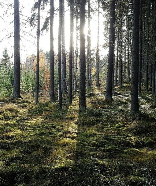 Kuusimetsää ja taimikko auringonvalossa, Ilppo Greiss, Tapio