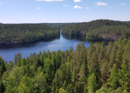 Järvimetsämaisema