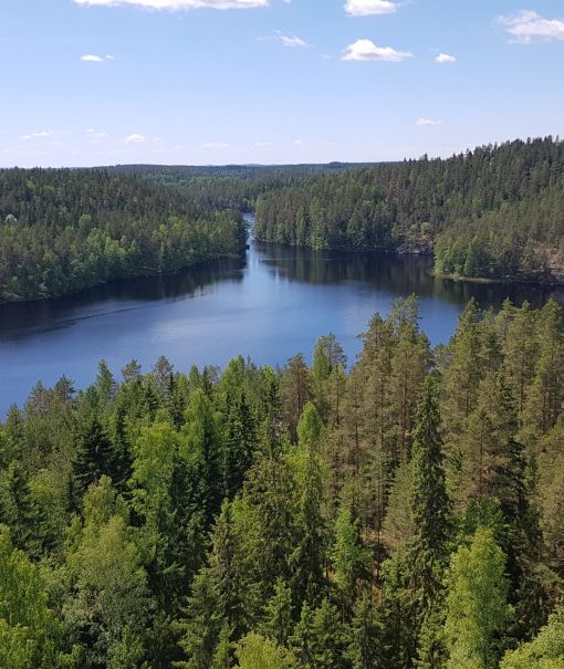 Järvimetsämaisema