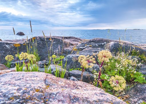 Kallioinen ranta ja kukkia Itämeren rannalla