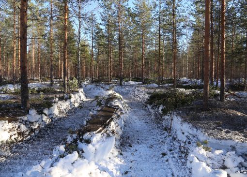 Metsätyökoneen jättämät ajourat lumisessa metsässä, jonka hangen pinnalla on tuhkaa.